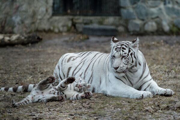 В Крыму появилась на свет белая бенгальская тигрица [фото, видео]
