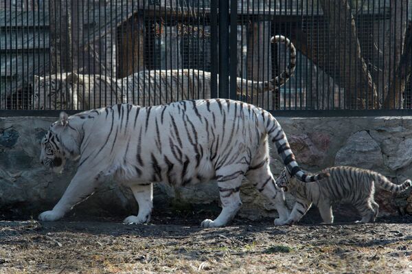 Бенгальская белая тигрица с детенышем в Новосибирском зоопарке
