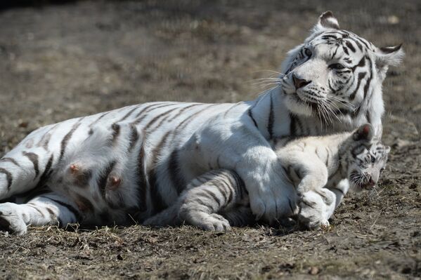 Белая тигрица Зая с родившимся зимой 2015 года детёнышем в вольере Новосибирского зоопарка