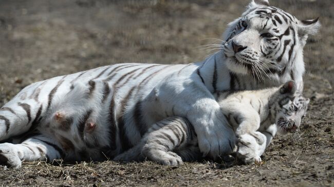 Белая тигрица Зая с родившимся зимой 2015 года детёнышем в вольере Новосибирского зоопарка
