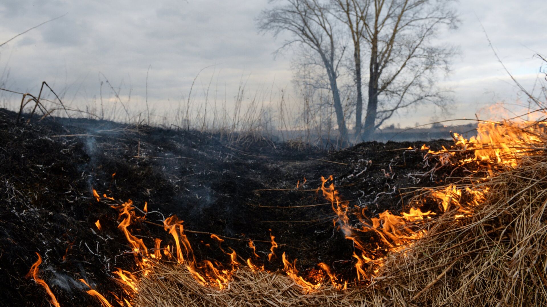 Сухая трава горит в поле - РИА Новости, 1920, 03.04.2023