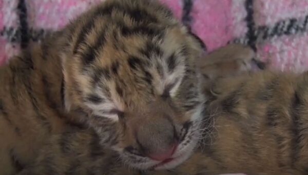 Крошечные новорожденные тигрята