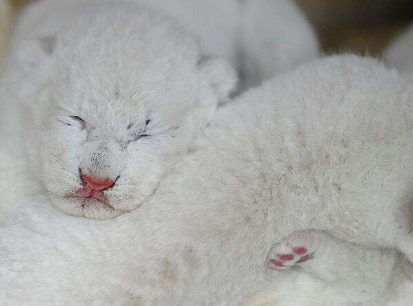 Новорожденные белые львята в зоопарке города Амневиль, Франция