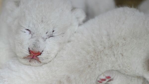 Новорожденные белые львята. Архивное фото