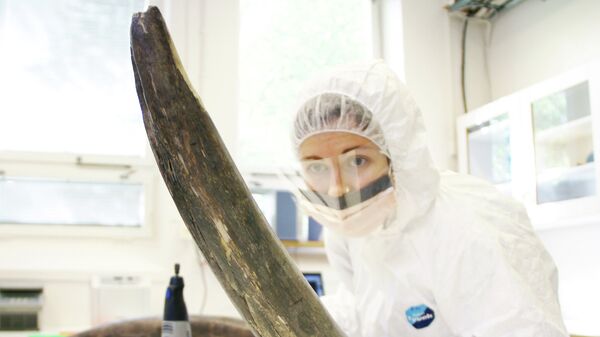 Одна из авторов статьи извлекает ДНК мамонта из костей