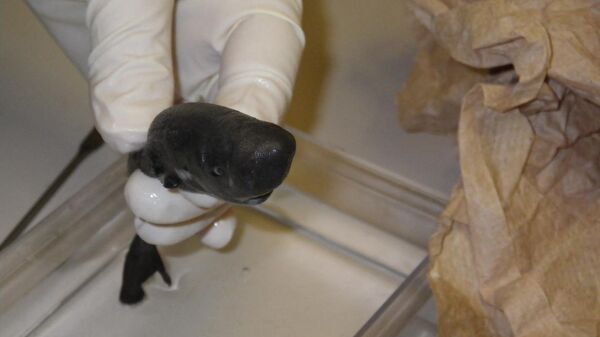 Ученые изучают карманную акулу в лаборатории