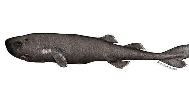 Так художник представил себе акулу Парина