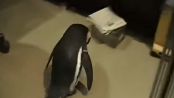 Пингвин, принеси газету!