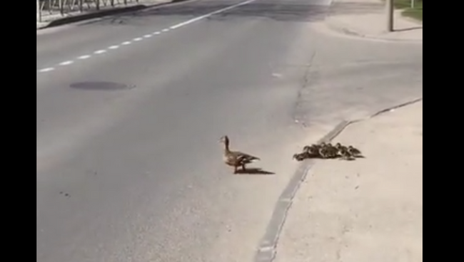 Утки в большом городе