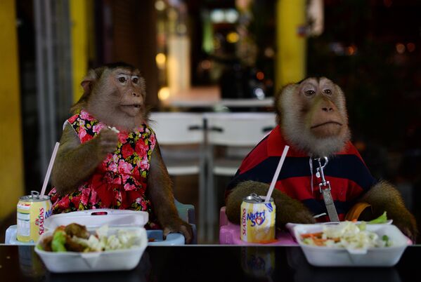 Макаки Шеки и Джоан на обеде в одном из ресторанов Куала-Лумпура