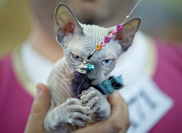 Котенок сфинкса на конкурсе кошачьей красоты в Бухаресте