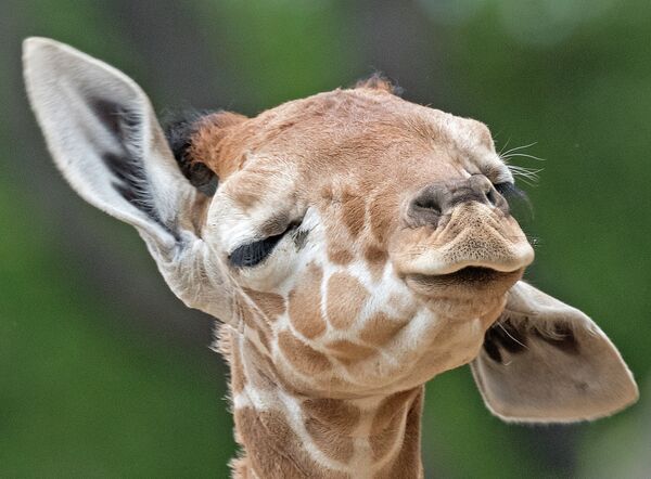 Детеныш жирафа в зоопарке Германии