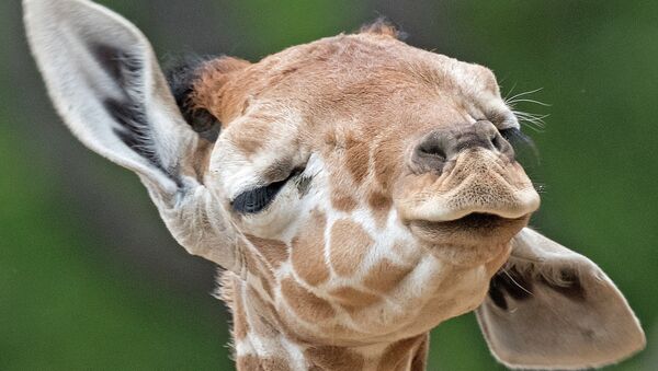 Детеныш жирафа. Архивное фото