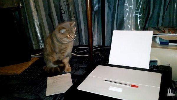 Кот против принтера