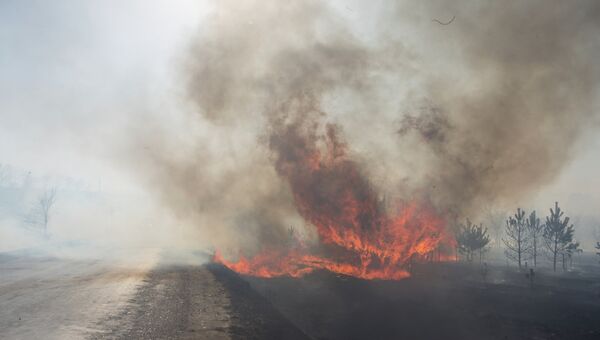 Сухая трава горит в поле в Амурской области. Архивное фото
