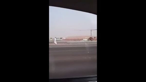Наперегонки с верблюдом, или Обычный день в Дубае