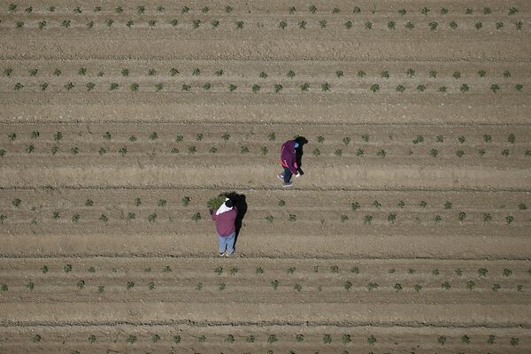 Работники в поле недалеко от Фресно