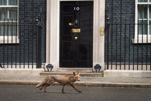 Лиса бежит мимо дома премьер-министра Великобритании на Даунинг-стрит 10