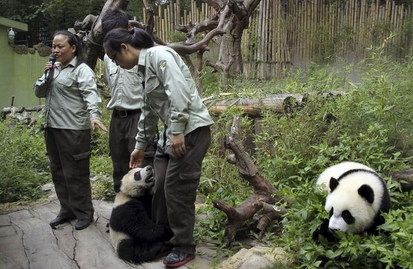 Маленькие панды в Сафари-парке Гуанчжоу в Китае
