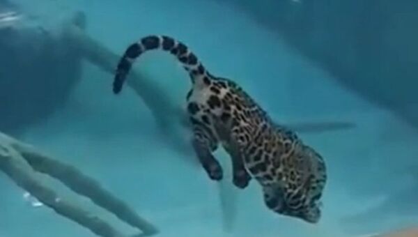 Кадр с YouTube. Ягуар под водой.