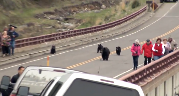 Туристы убегают от медведей