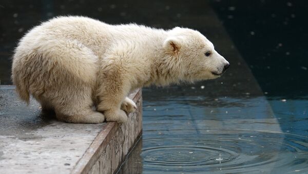 Зоопарк Новосибирска. Белый медвежонок Шилка. Архивное фото