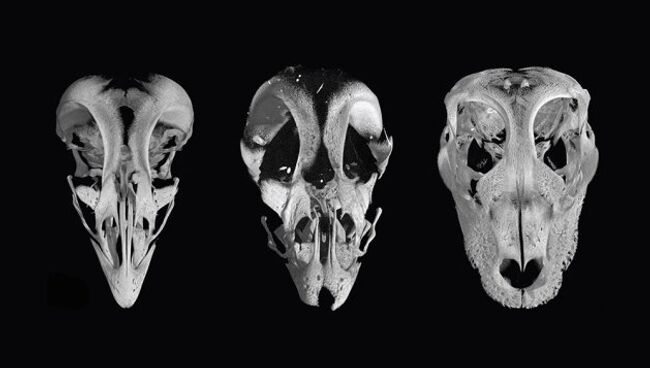 Слева – череп нормальной курицы, в середине – череп курицезавра, справа – череп аллигатора Слева – череп нормальной курицы, в середине – череп курицезавра, справа – череп аллигатора