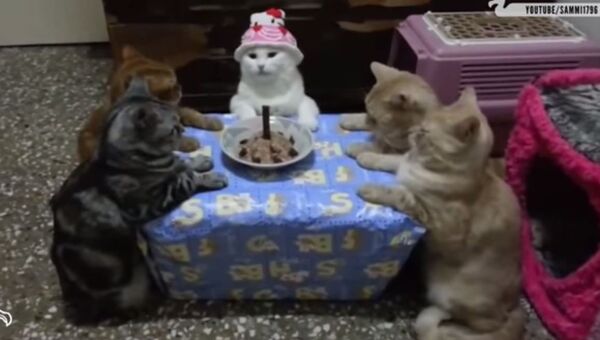День рождения кошки