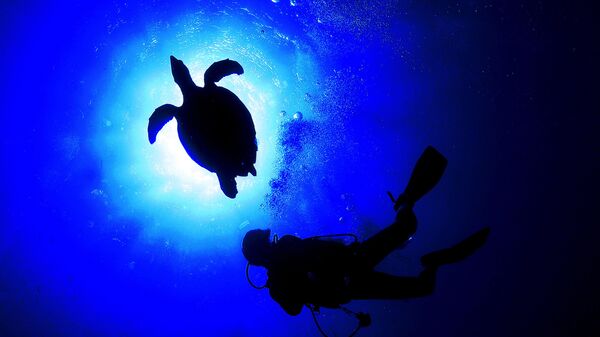 Морская черепаха плавает с дайвером