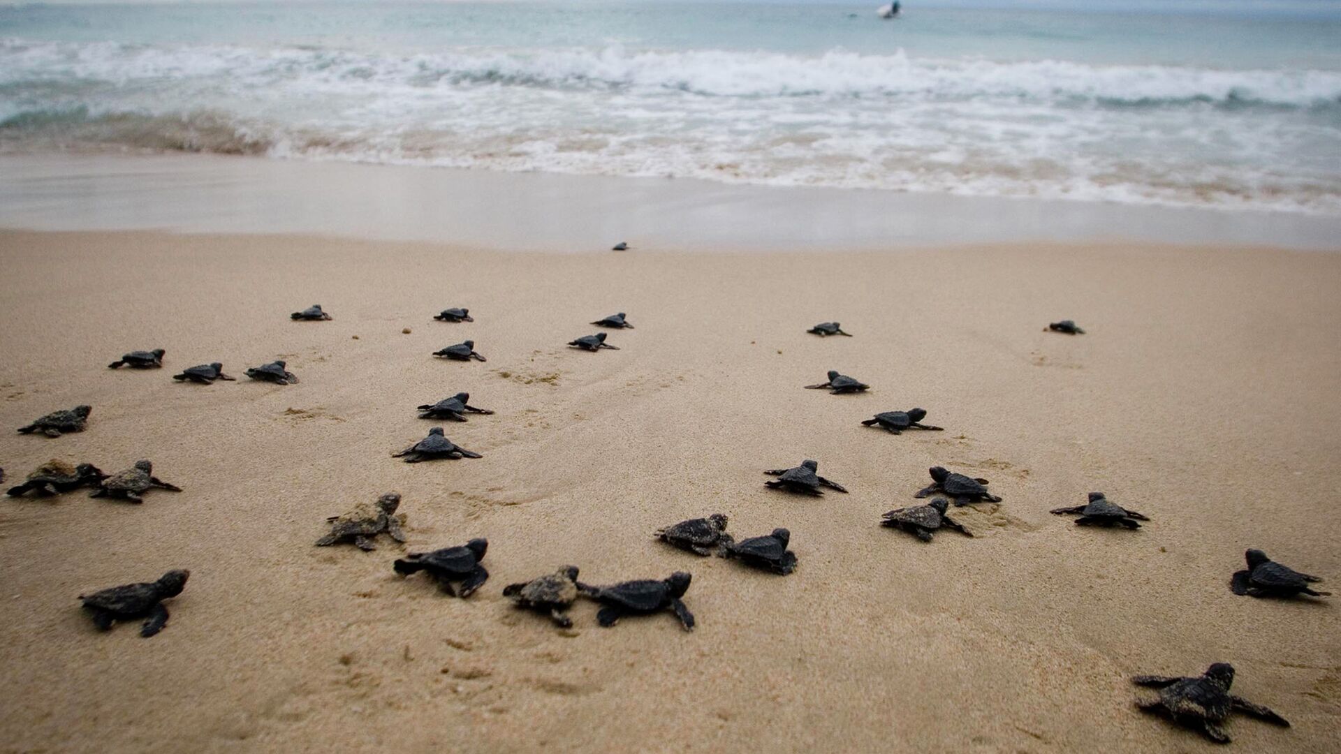 Новорожденные морские черепахи на пляже Lampuuk, Индонезия - РИА Новости, 1920, 11.12.2020