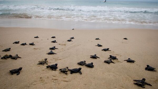 Новорожденные морские черепахи на пляже Lampuuk, Индонезия