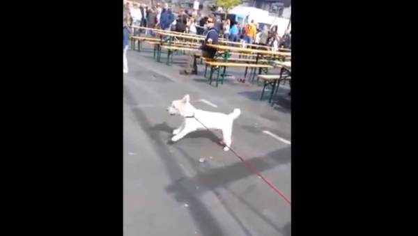 Белый пес на рок-концерте