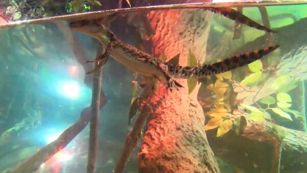 Наследник королевской четы крокодилов учился плавать в аквариуме Дубая