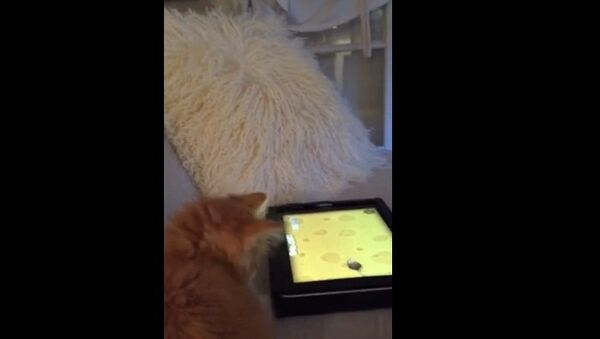 Кот и планшет. Кадр с YouTube.