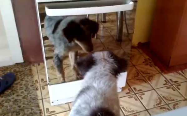 Магия зеркал: собака познакомилась со своим отражением