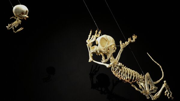 Научно смоделированные скелеты мультипликационных героев кота Тома и мышонка Джерри на открытии выставки Animatus южнокорейского художника Хюнгко Ли