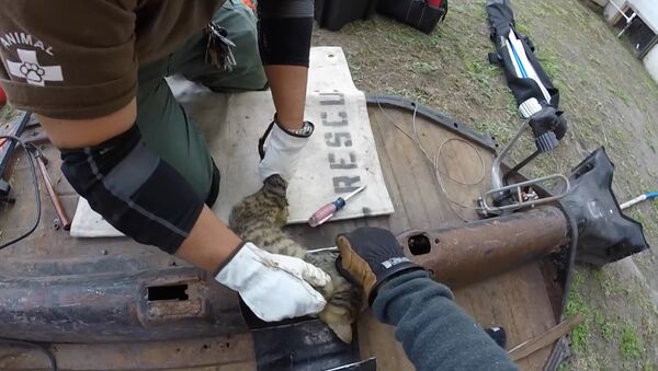 Спасатель распилил карданный вал, чтобы вызволить застрявшего в нем котенка