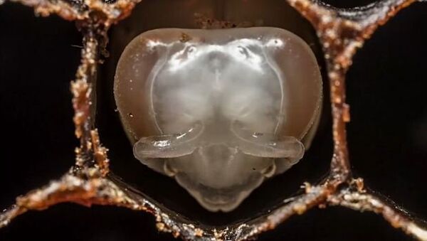 Жизнь пчелы: от личинки до взрослого насекомого