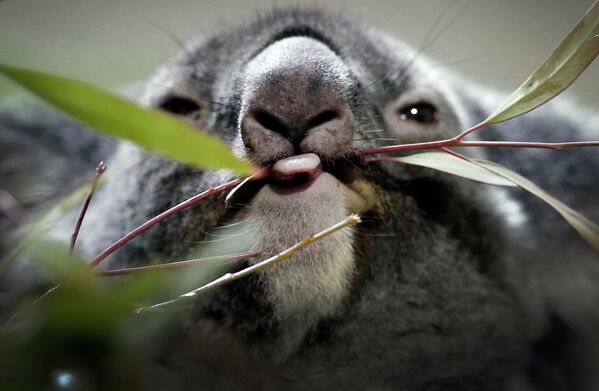 Одна из коал, которые были привезены из Австралии в зоопарк Сингапура