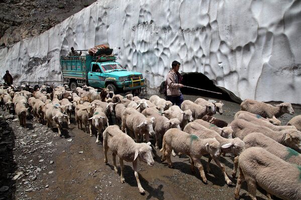 Кочевники перегоняют стадо в горах Кашмира
