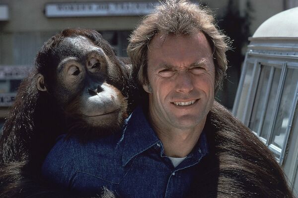 Актер Клинт Иствуд и орангутанг по имени Клайн на съемочной площадке фильма Как ни крути – проиграешь
