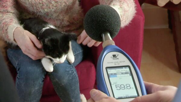 Новый мировой рекорд Гиннесса: самый громко урчащий кот