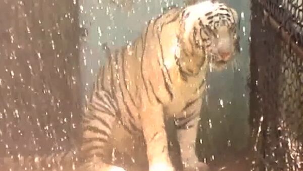 Тигриный душ и кондиционер для леопарда - как в Индии спасали животных от жары