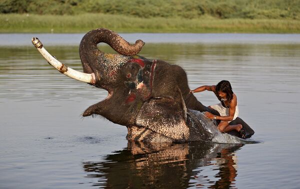 Погонщик омывает слона водой в Ахмедабаде, Индия. Май 2015