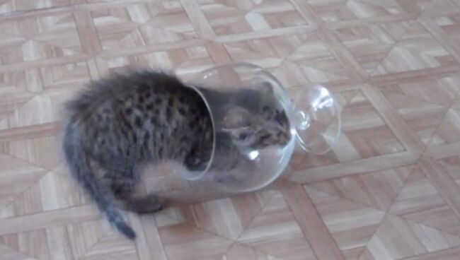 Только рюмка котика на столе