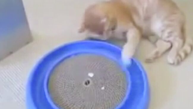 Не знаете,чем занять кота?