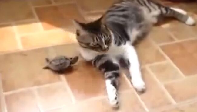 Приставучая черепаха