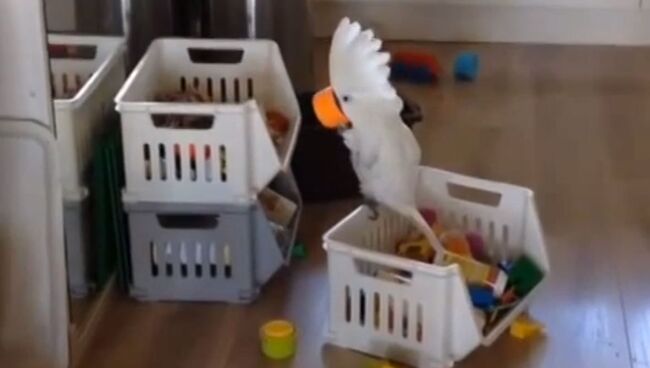 Какаду сошел с ума