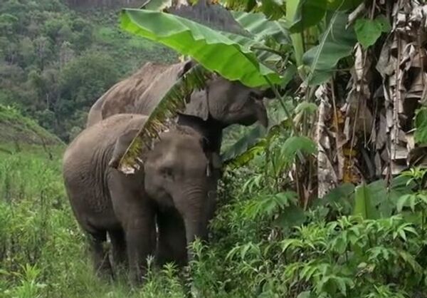Слониха учит слоненка, как выжить в джунглях