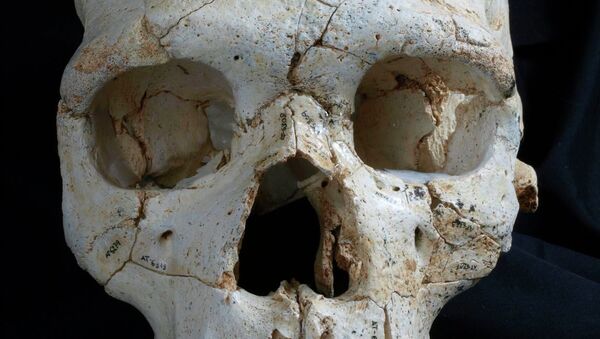 Восстановленный череп жертвы первого преступления в Европе из «ямы костей» в Испании